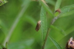 Eucosma cana