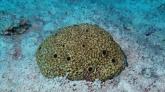 Ircinia retidermata