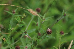 Eucosma cana