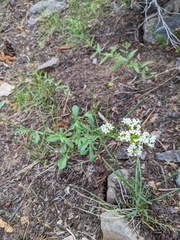 Valeriana californica