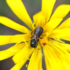 Ceratina cucurbitina