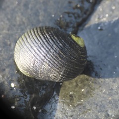 Nerita scabricosta