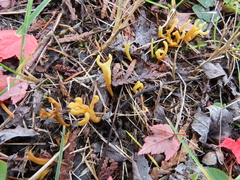 Clavulinopsis corniculata