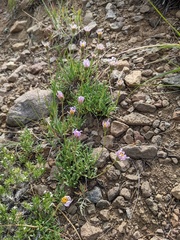 Erigeron compositus