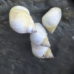 Echinolittorina