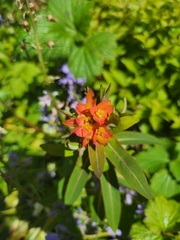 Asclepias curassavica