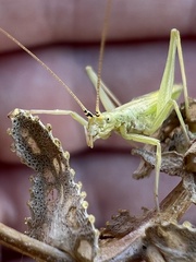 Oecanthus