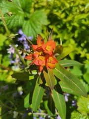 Asclepias curassavica