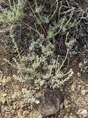 Artemisia arbuscula