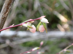 Vaccinium
