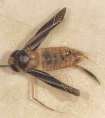 Sigara johnstoni