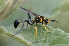 Sceliphron fistularium