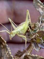 Oecanthus