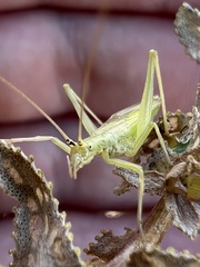 Oecanthus