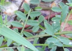 Vicia lutea