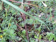 Vicia lutea