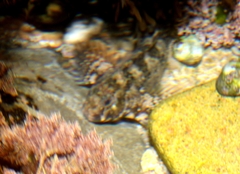 Hypsoblennius gilberti