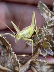 Oecanthus