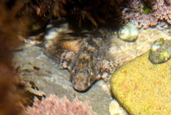 Hypsoblennius gilberti
