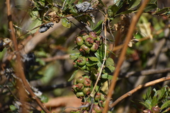 Hesperomeles cuneata