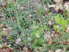 Vicia lutea