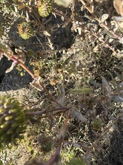 Oecanthus