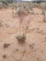 Scleropogon brevifolius