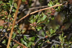 Hesperomeles cuneata