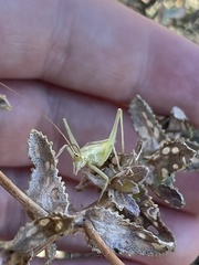 Oecanthus
