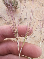 Scleropogon brevifolius
