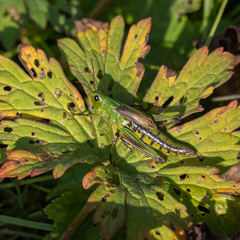Pseudochorthippus montanus