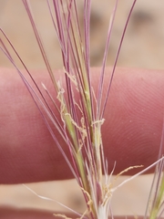 Scleropogon brevifolius