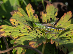 Pseudochorthippus montanus