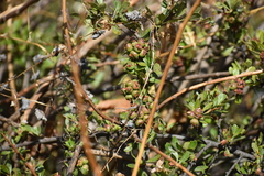 Hesperomeles cuneata