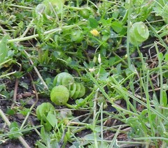 Medicago orbicularis