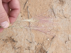 Scleropogon brevifolius