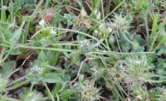 Trifolium cherleri
