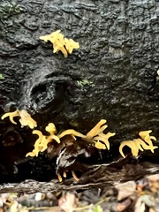 Calocera cornea