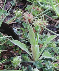 Andryala integrifolia