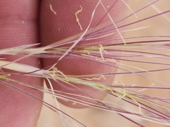 Scleropogon brevifolius