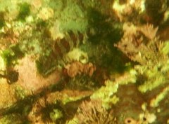 Oxylebius pictus