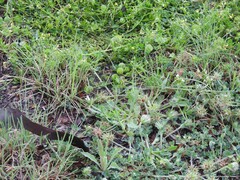 Trifolium cherleri