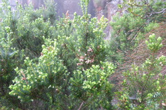 Erica caterviflora