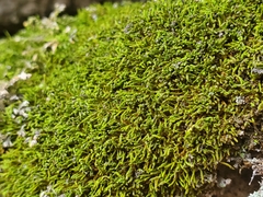 Claopodium rostratum