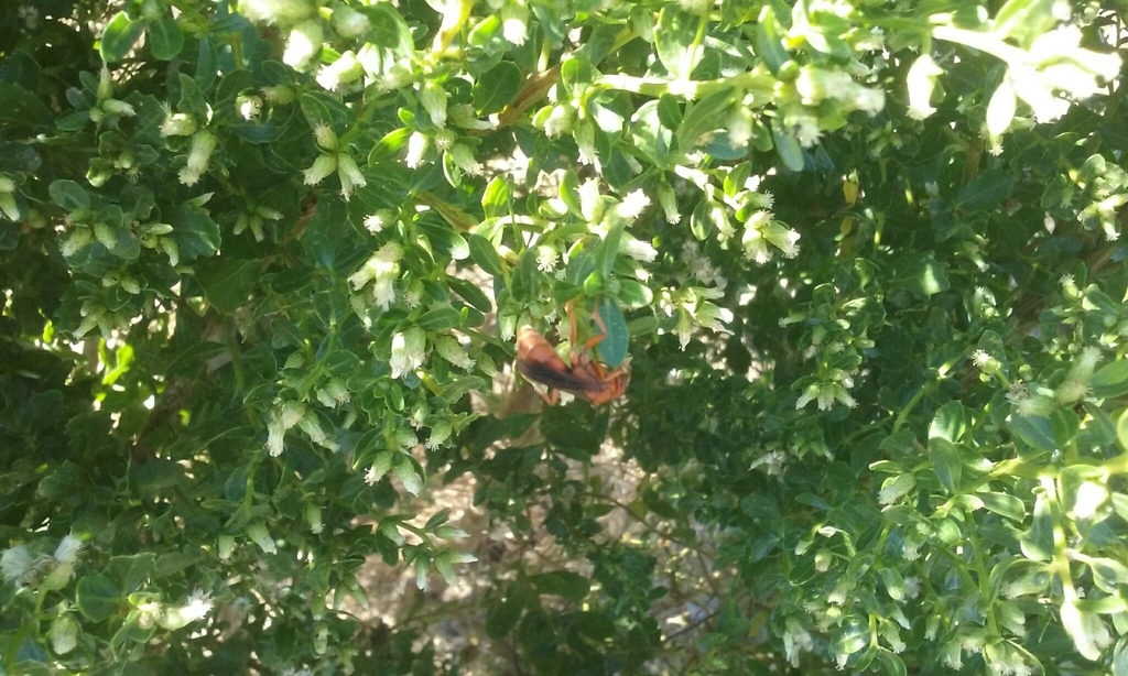 Western Red-tailed Spider Wasp