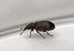 Magdalis ruficornis