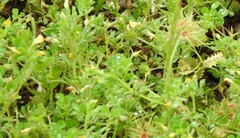Medicago minima