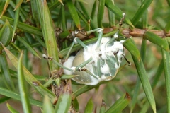 Beauveria bassiana