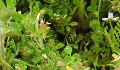 Trifolium stellatum