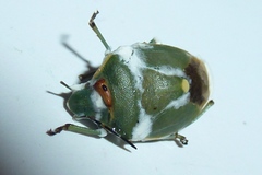Chlorochroa juniperina